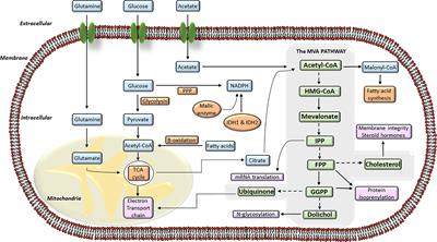 The Mevalonate Pathway, a Metabolic Target in Cancer Therapy